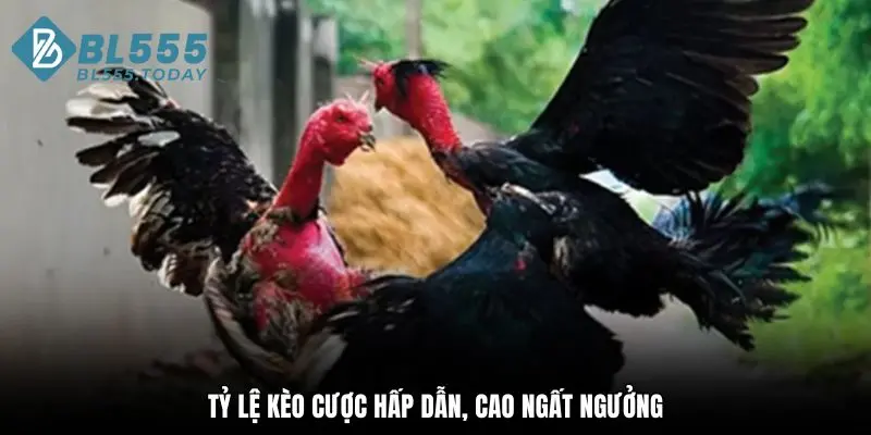 Tỷ lệ kèo cược hấp dẫn, cao ngất ngưởng